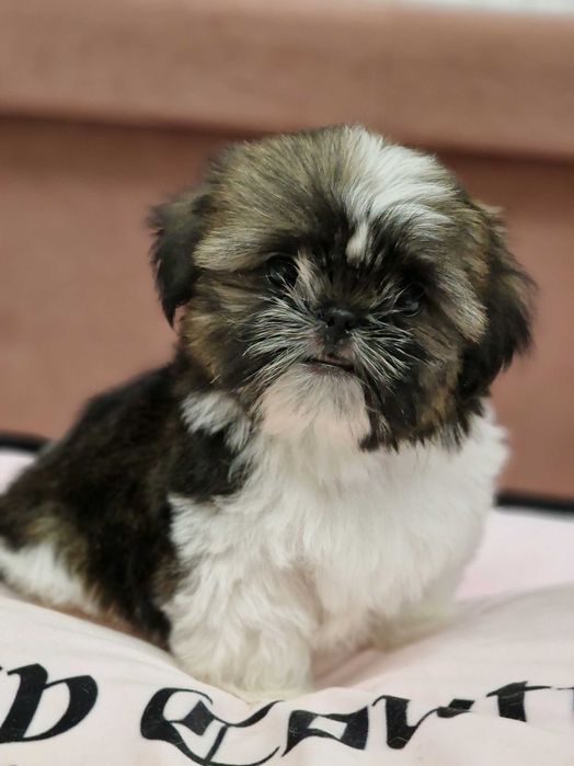 Shih- tzu śliczny chłopczyk na sprzedaż FCI