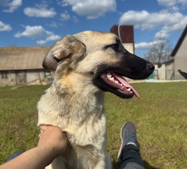 Цуценята безкоштовно, Щенки бесплатно в гарні руки Одеса