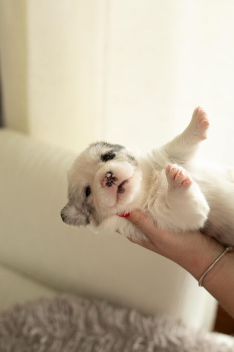 Коргі кардиган