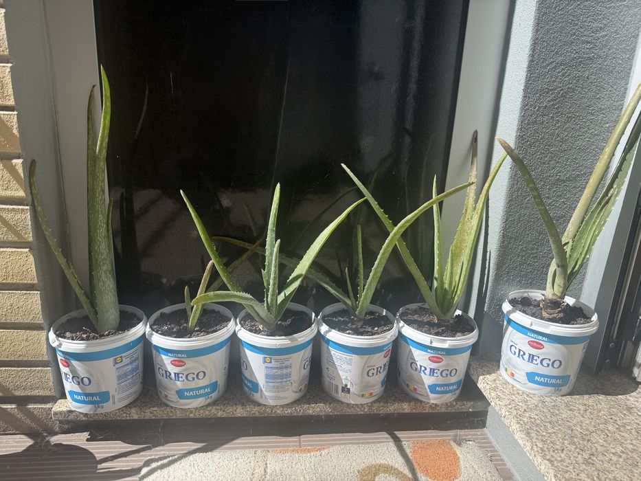 Planta aloe vera
