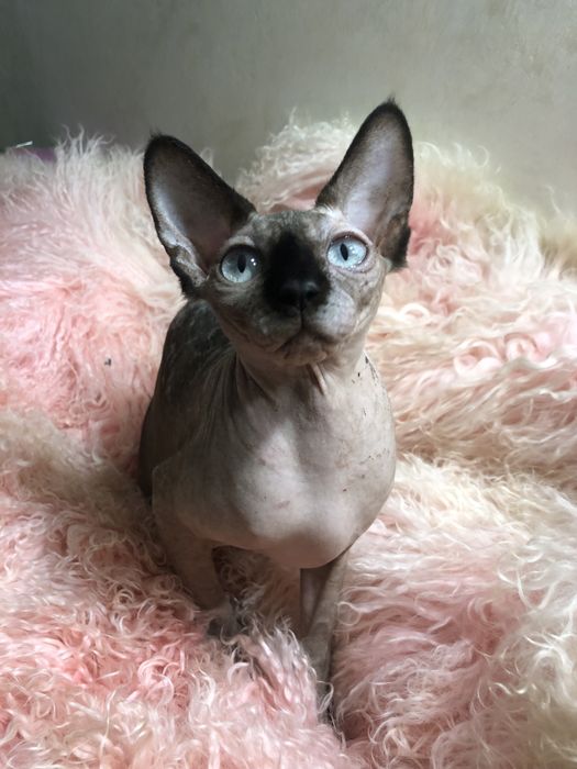 Канадский сфинкс