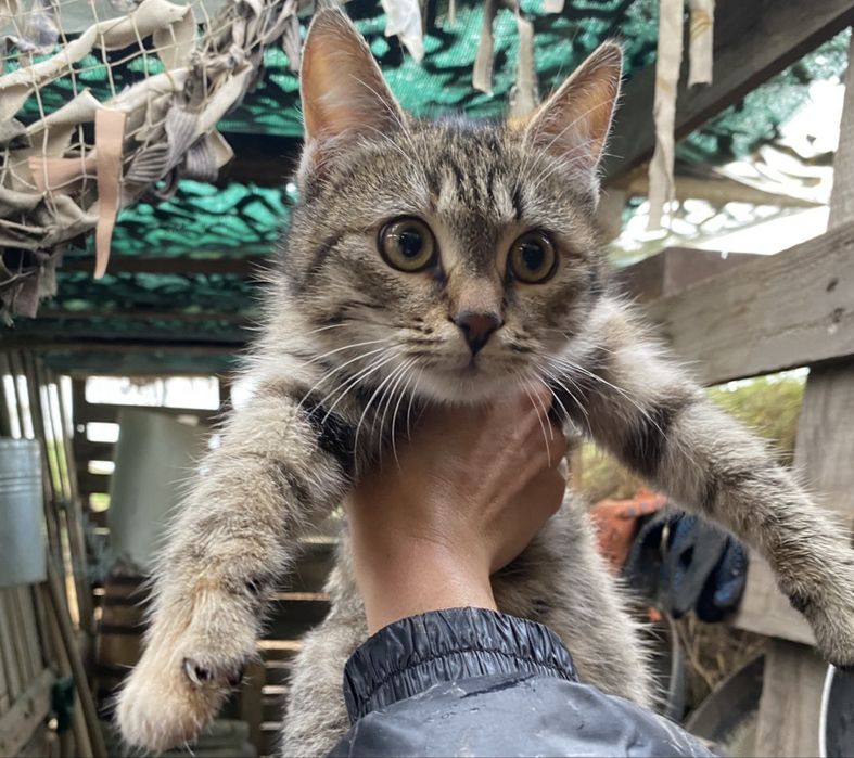 Котенок, девочка, котята бесплатно