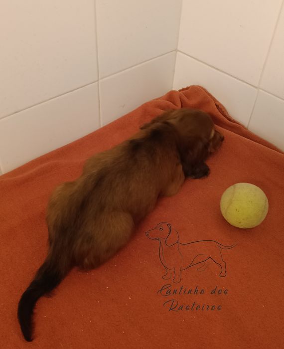 Menina Teckel pêlo comprido