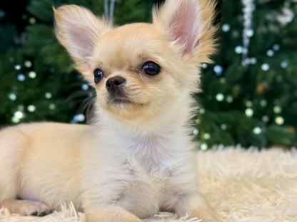 Радость в дваш дом)