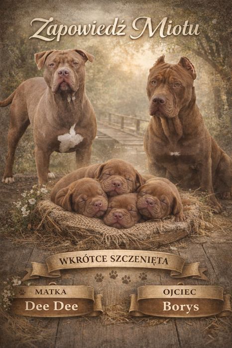 Zapowiedź miotu Pit Bull