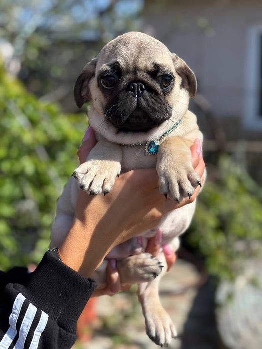 Продам мопса хлопчик