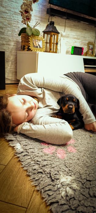 Doberman FCI/ZKwP