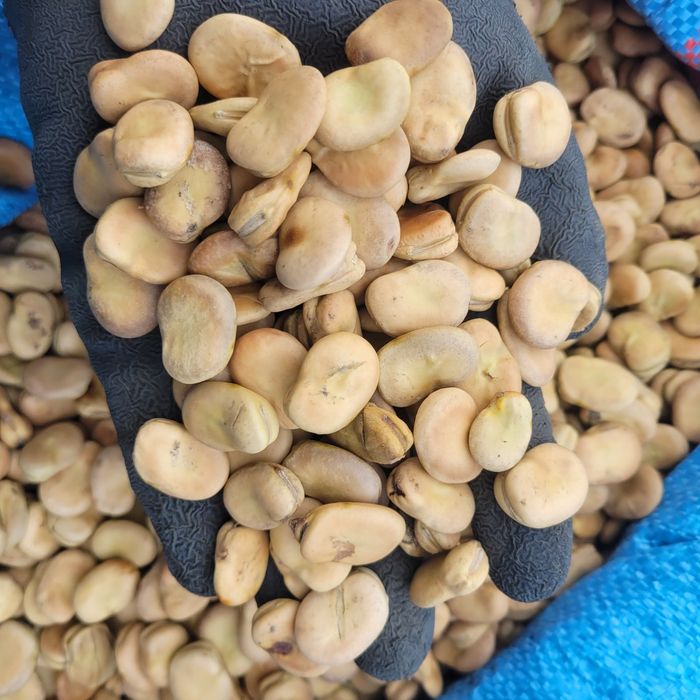 Bób oczyszczony Bizon WYSYŁKA Super JAKOŚĆ jasny 2025r