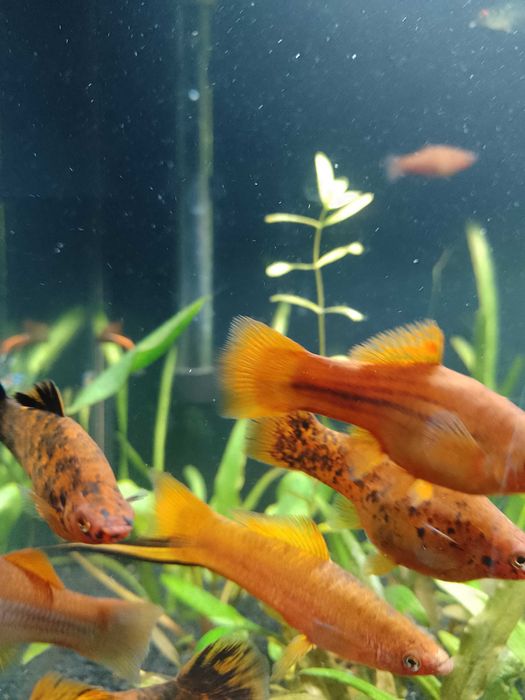 Mieczyk Hellera duży