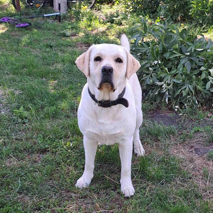 Лабрадор-ретрівер шукає мадам для в'язки