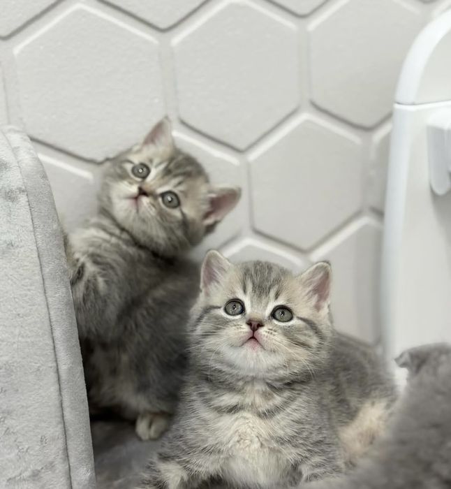 Скоттиш страйт котята