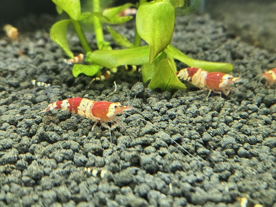 Krewetki Crystal Red/Black