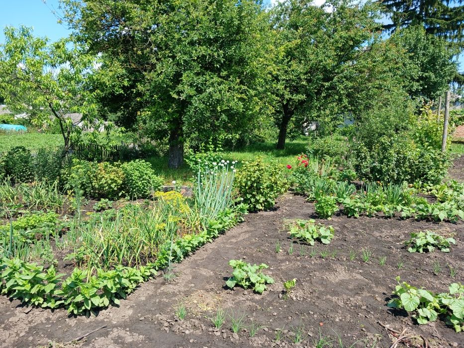 Продам дачу в селі Богданівка