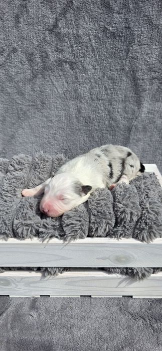 Piesek border collie biało-czarny/ blue merle