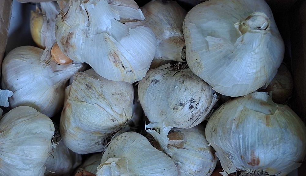 Часник домашній РОКАМБОЛЬ