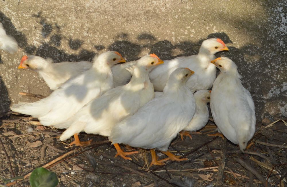 Ovos galados de Leghorn para incubação