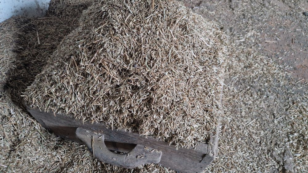 Erva semente verdial