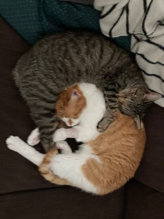 2 gatos para adopção