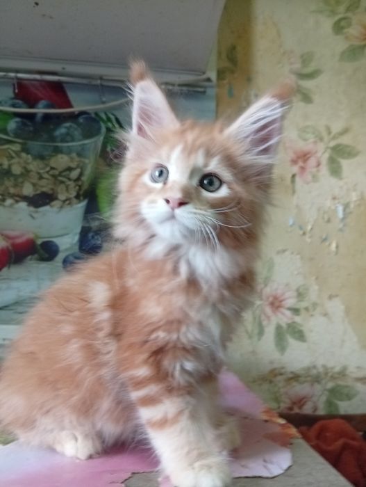 Котята Мэйн Куна