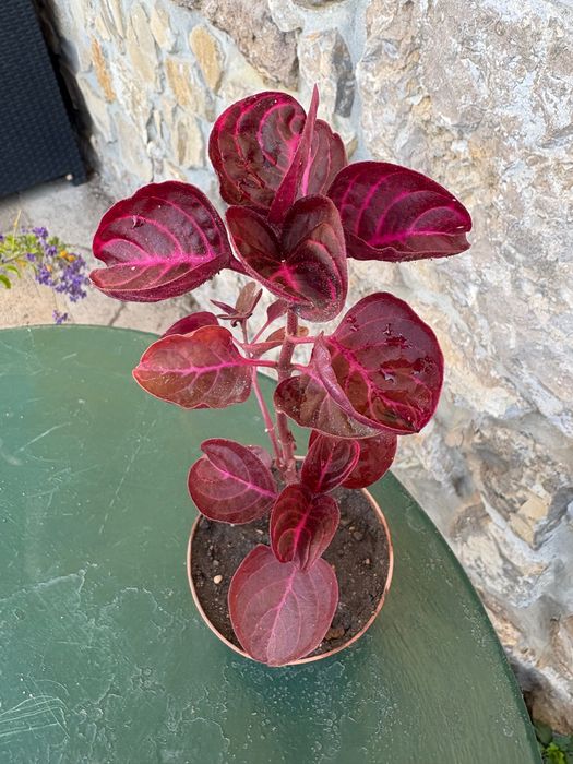 Iresine herbstil 2€