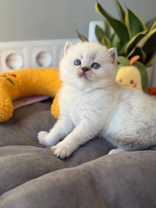 Котята шотландские поинт Scottish 
Scottish fold