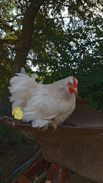 Galo Pekin Bobtail - 3 meses e meio