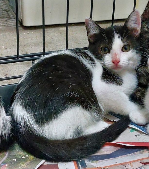 Morgana- gatinha bebé para adoção responsável