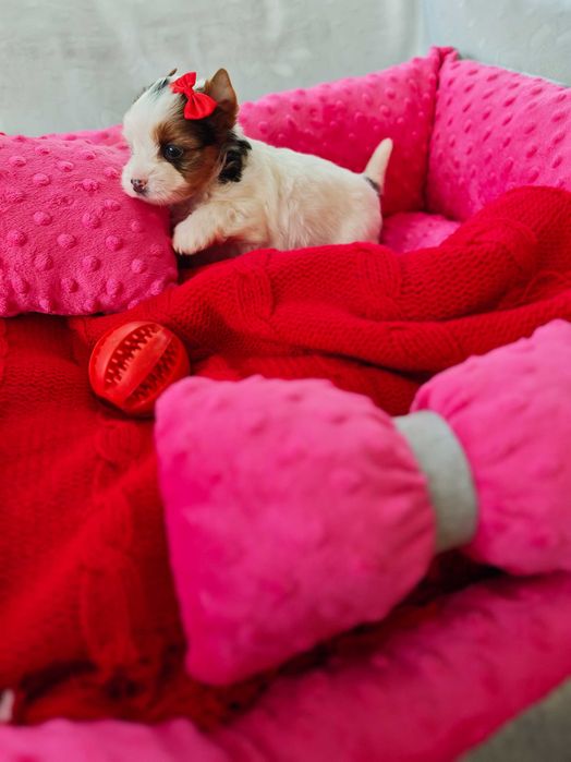 York śliczna suczka miniaturka Yorshire terrier o unikatowym umaszczeniu