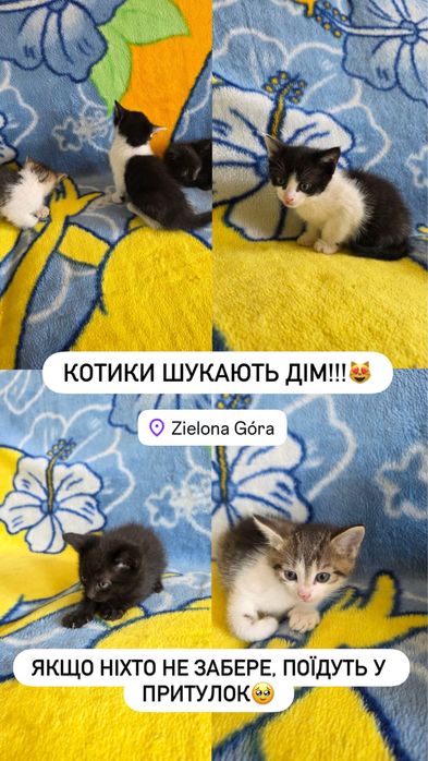 koty mały , różne kolory)