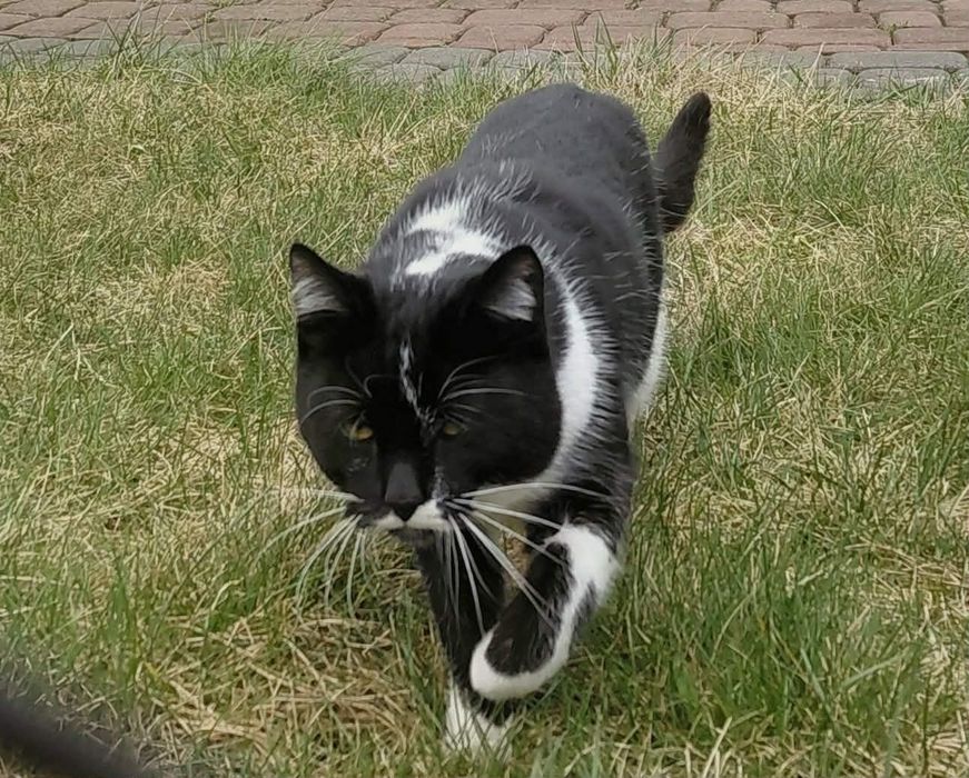 Maxiu szuka domu, cudny kot. Mega miziak, adoptuj