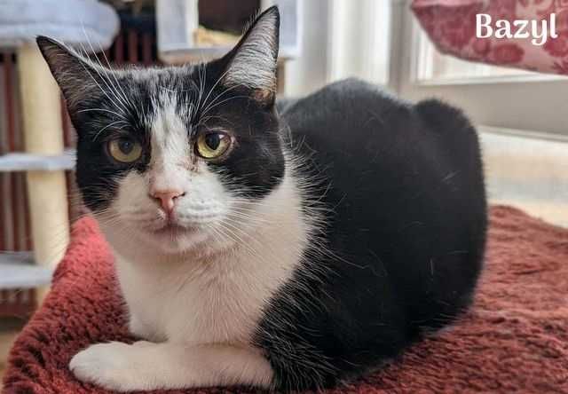 Bazyl poleca się do adopcji !