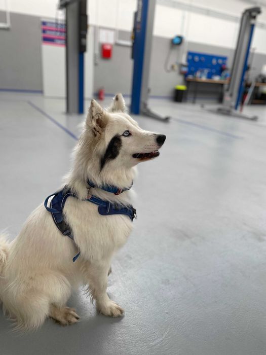 Podnośniki warsztatowe narzędzia wymiana oleju warsztat samoobsługowy