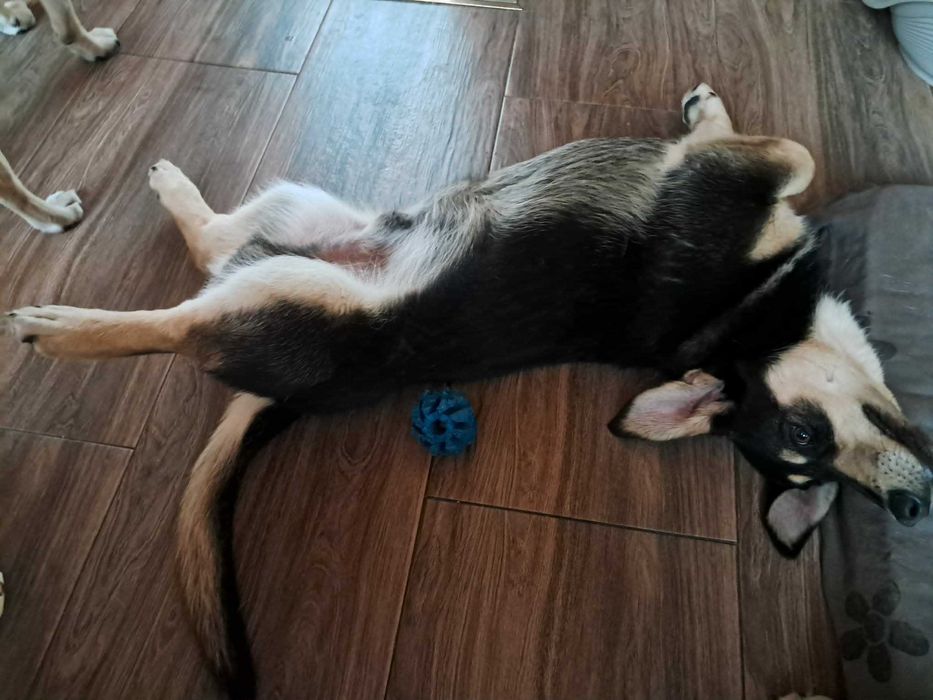 9-mcs Gucio czeka na kochający domek. Adopcja!