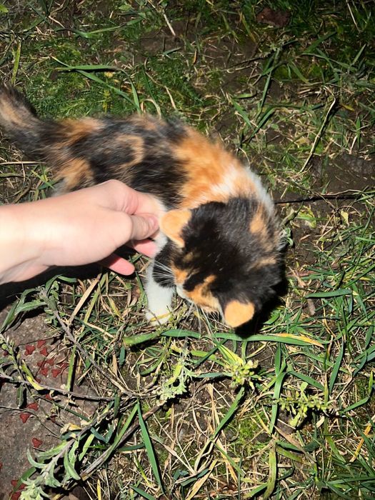 котенята вуличні