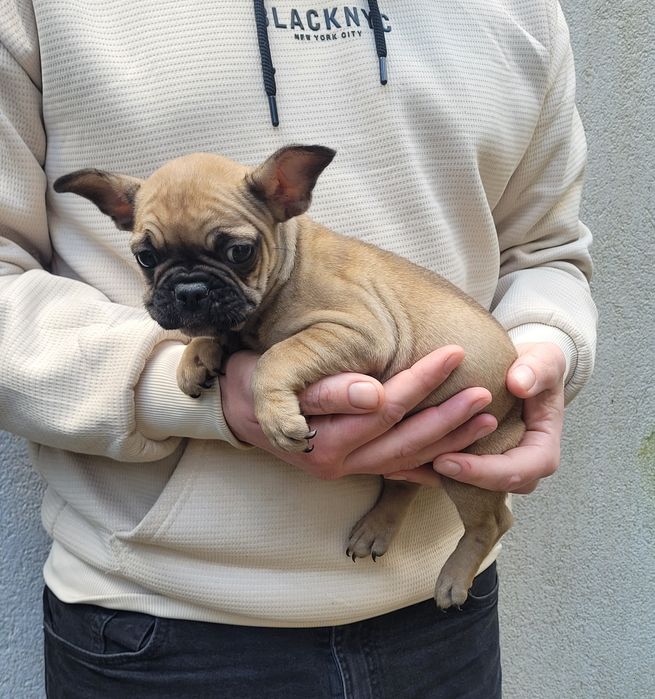 Bulldog macho 2 meses