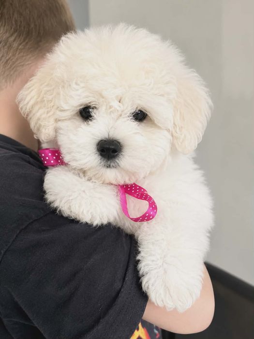 Bichon frise FCI ZKwP