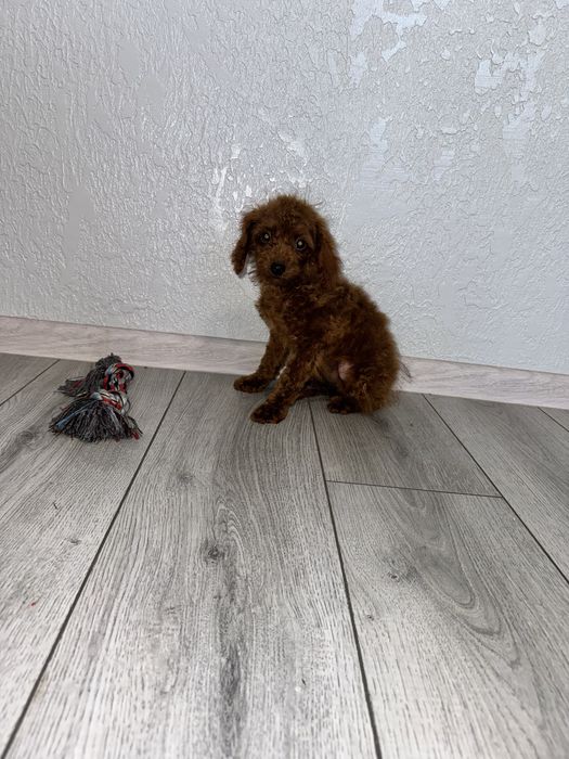 Дівчинка той/тікап пудель