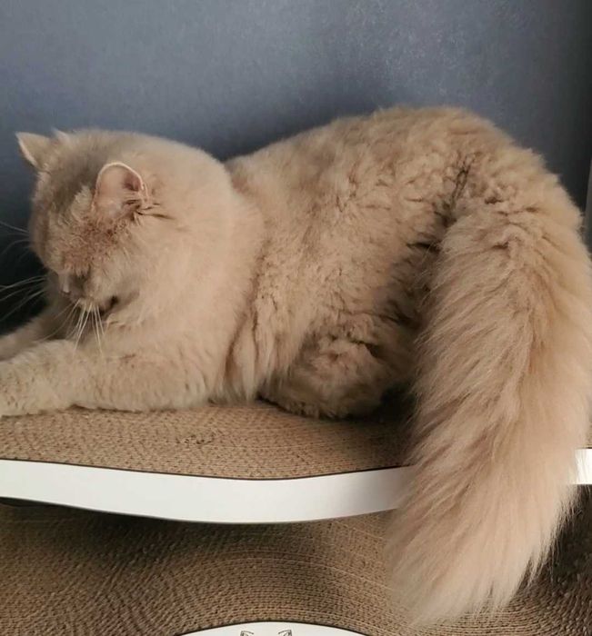 Лагідний котик британець.