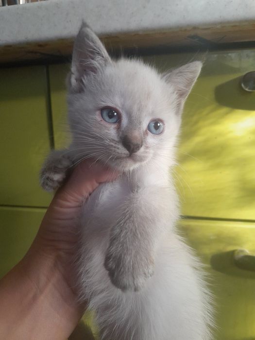 Котята бесплатно