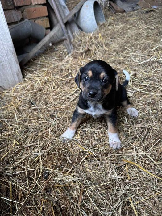 Терміново дім цуценяткам