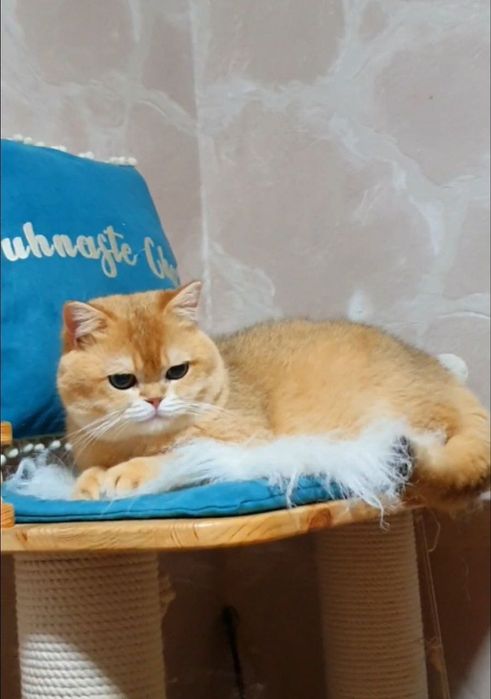 Британскі котенята