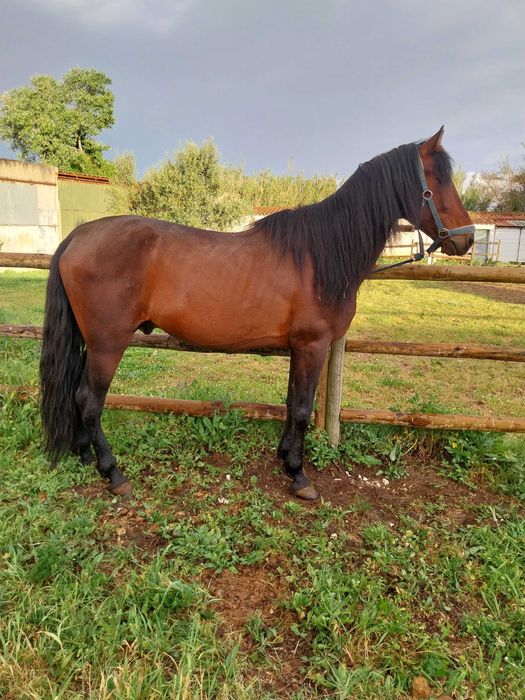 Cavalo 8anos 1.56m