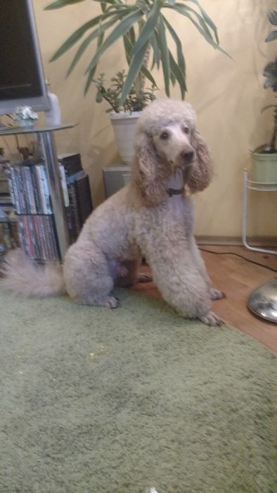 Вязка королівский пудель абрикос