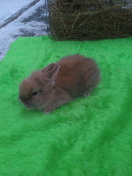 Декоративні Кролики