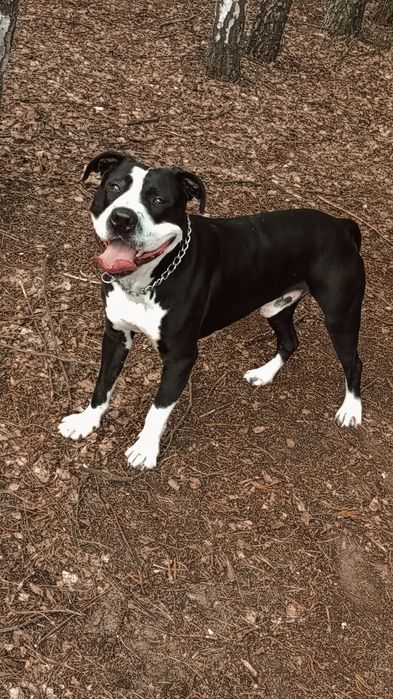 Pitbull suczka biało - czarna