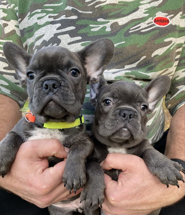 Французский будьдог