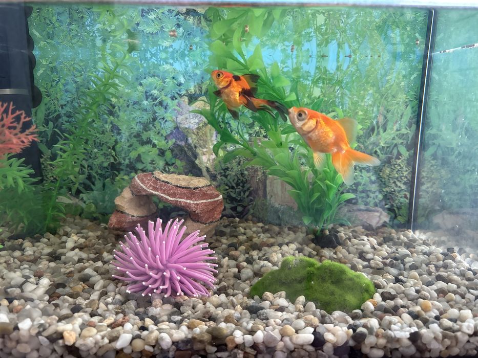 Akwarium 54L  + rybki i akcesoria oraz pokarm