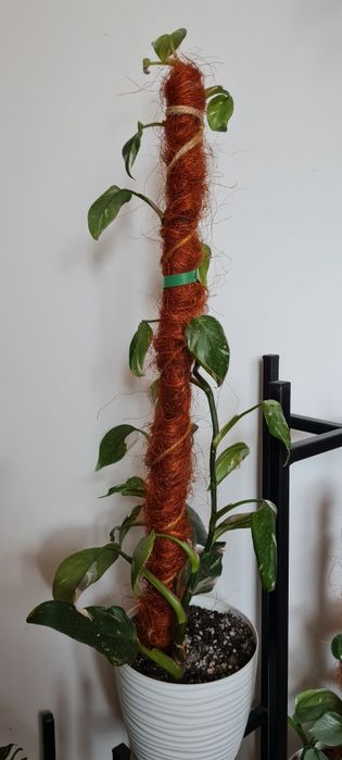 Kolekcjonerski filodendron White Princess 67 cm od doniczki