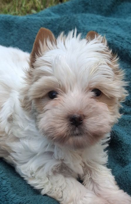 Piesek rasy Yorkshire Terrier golddust