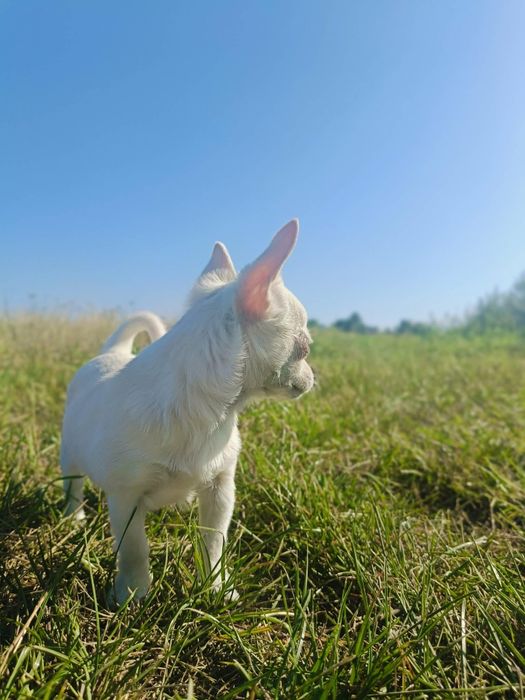 Chihuahua suczka
